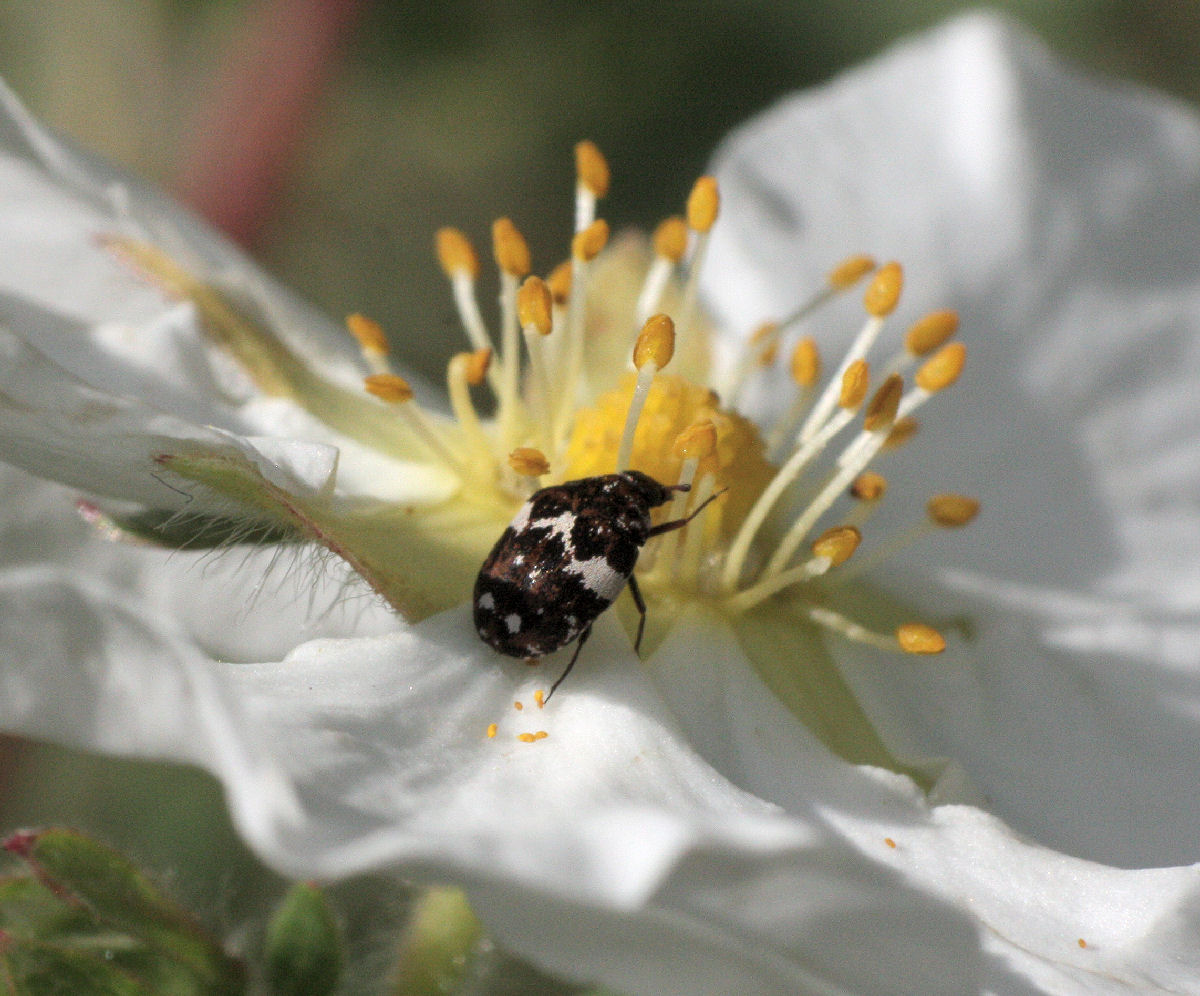 Anthrenus pimpinellae o A. verbasci ?